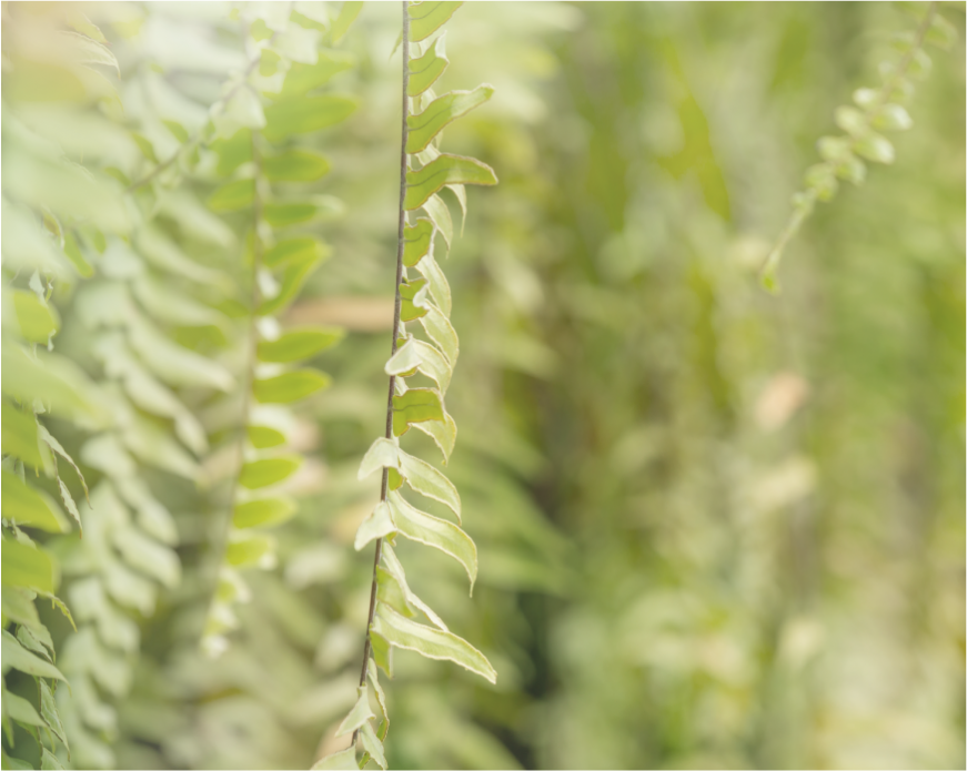 珍貴白柳樹萃取